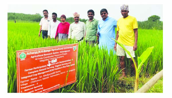 వరిని దోమపోటు నుంచి రక్షించాలి