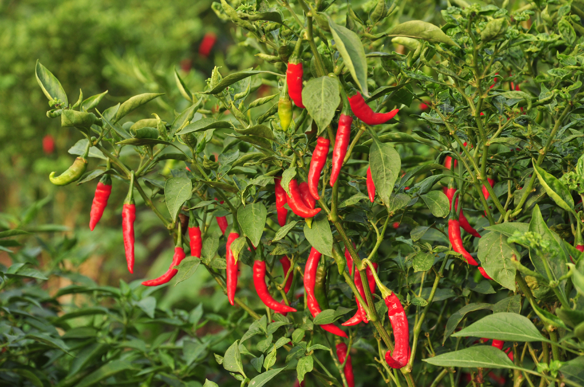 దిగుబడి దిగులు 