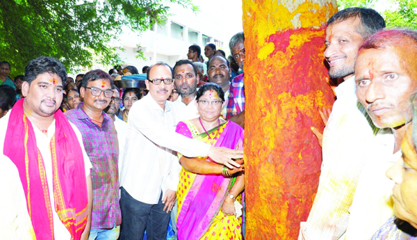 పైడితల్లమ్మ సిరిమాను చెట్టు గుర్తింపు