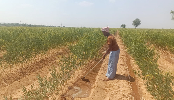 red-dal-crop-problem-in