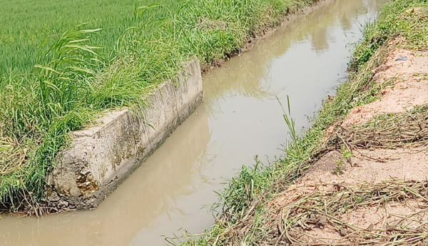 shortage-of-rains-in-konaseema