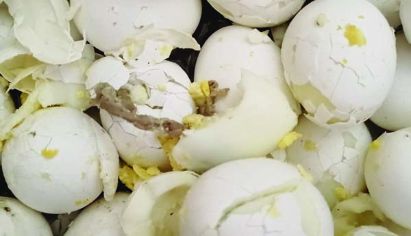 గురుకులంలో నాణ్యతలేని ఆహారం