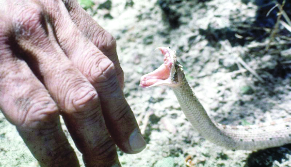 Does-the-snake-warn-us