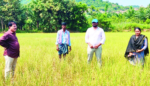 ఎండిపోతున్న వరిపంట పరిశీలన