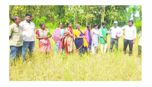 ఎండిన వరి పంట పరిశీలన