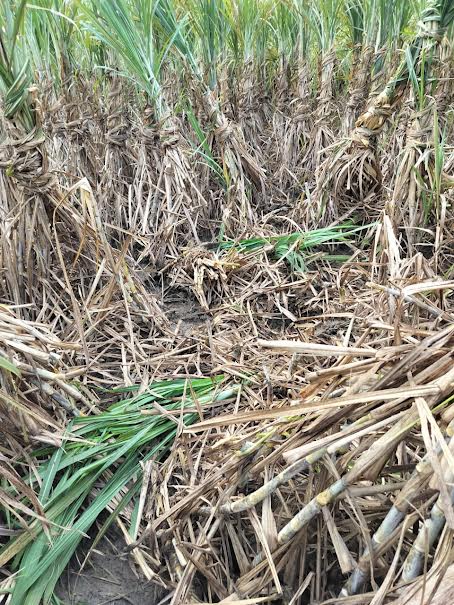 ఏనుగుల దాడిలో ధ్వంసమైన చెరకు పంట