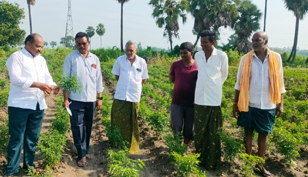 support-to-mirchi-farmers-in-veerulapadu