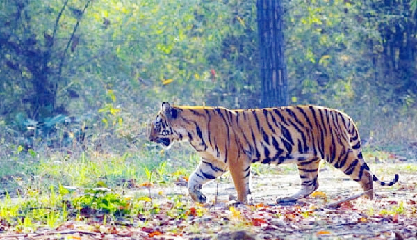 700-km-turned-tiger