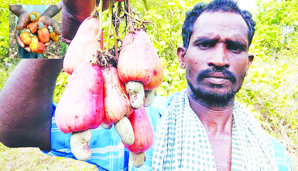 Will-the-cashew-farmer-get-winded