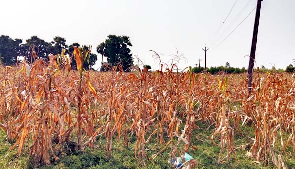 జొన్న రైతు కన్నీరు