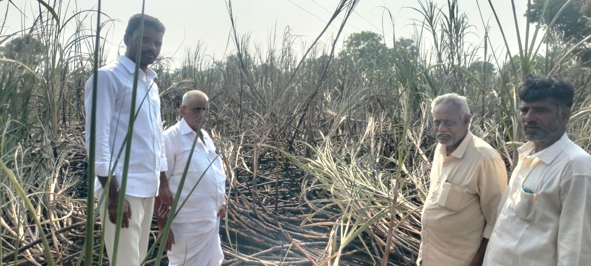 చెరుకు తోట దగ్ధం