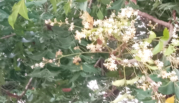 అప్పుడే చిగురించిన వేప..