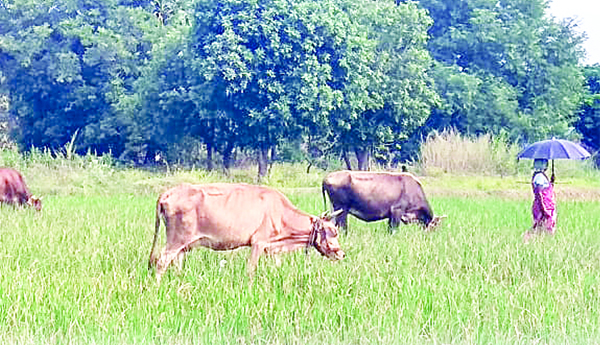 కమ్ముకున్న కరువు మేఘాలు