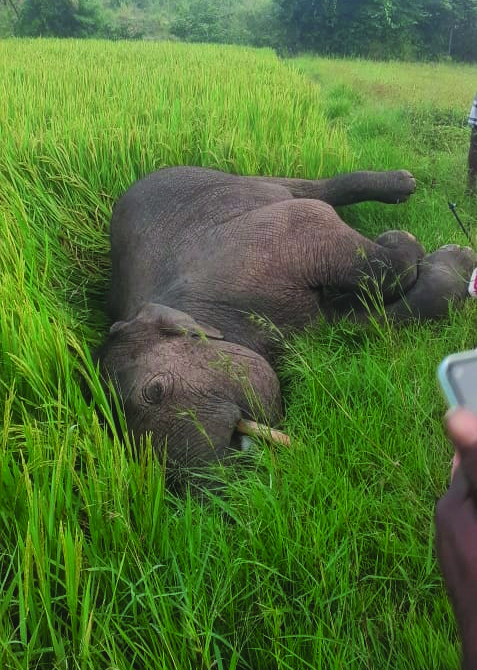 విద్యుత్‌ షాక్‌తో ఏనుగు మృతి