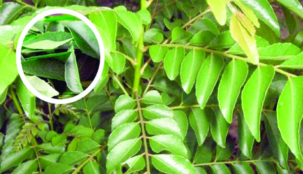 Curry-leaves-are-also-health-medicines