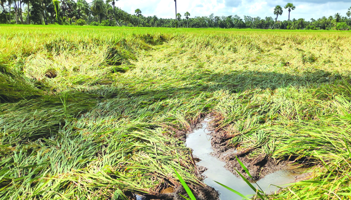 నేలకొరిగిన పంట పొలాలు