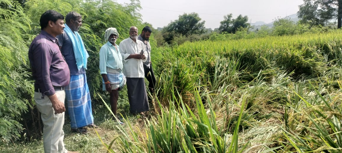 పంట పొలాలపై ఏనుగుల దాడి