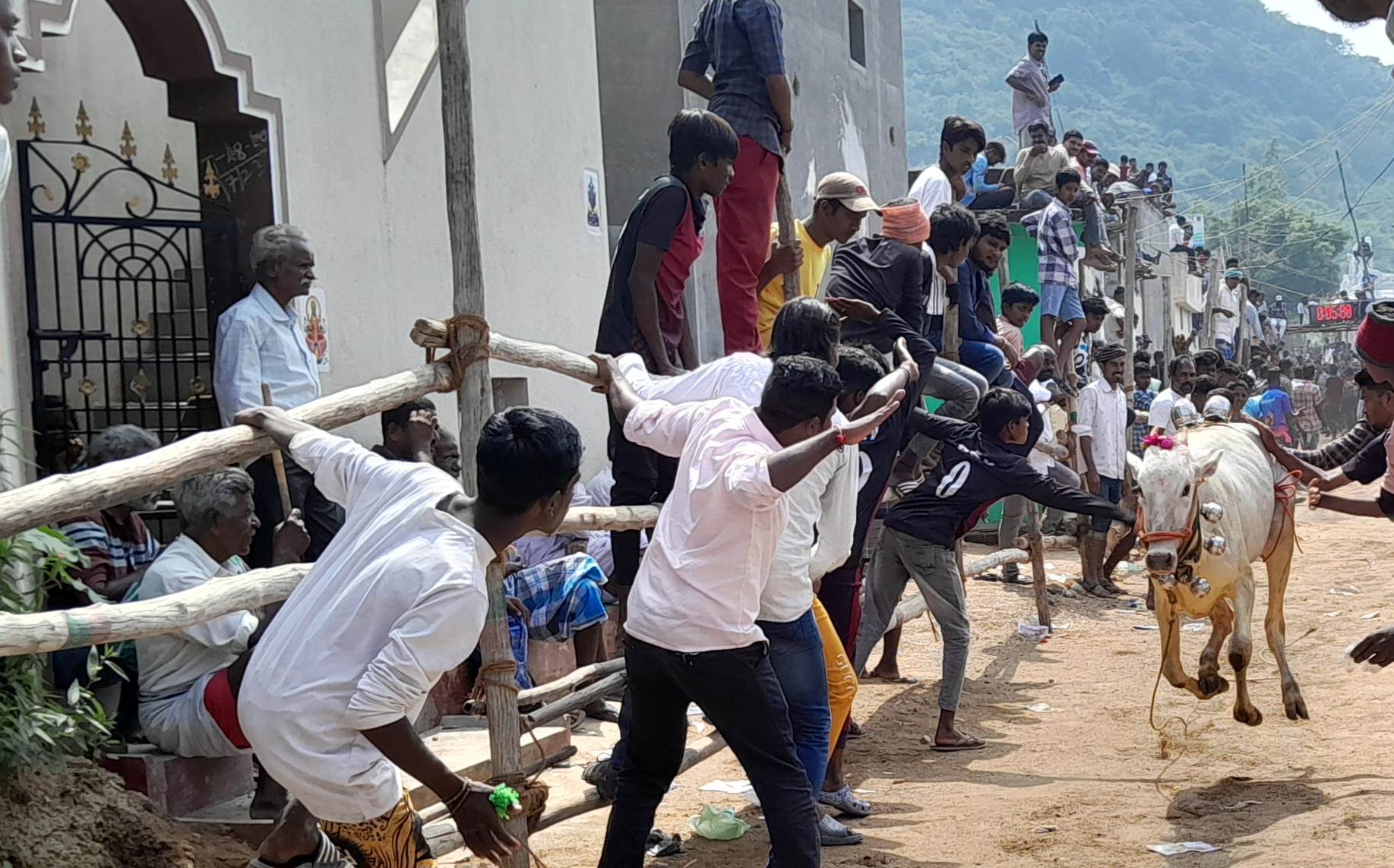 అలరించిన ఎడ్ల పందెం