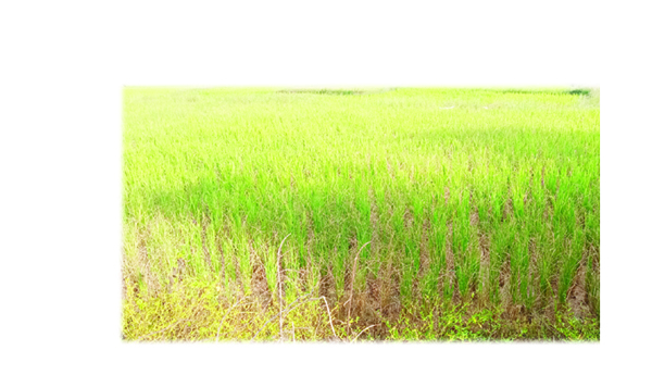 వర్షాభావం.. రైతుకు శాపం