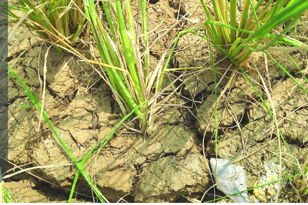 కరువు బారిన మెట్ట ప్రాంతాలు