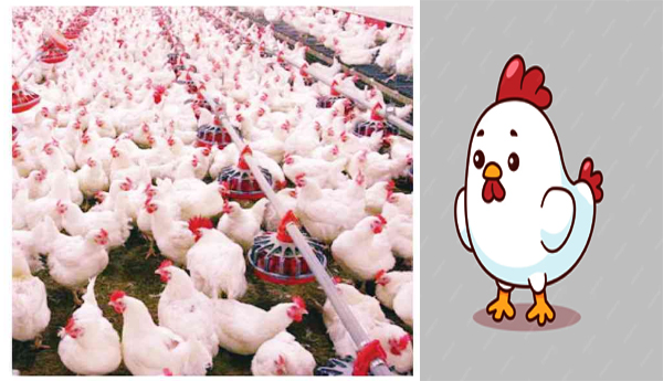 Chicken-prices-are-at-rock-bottom