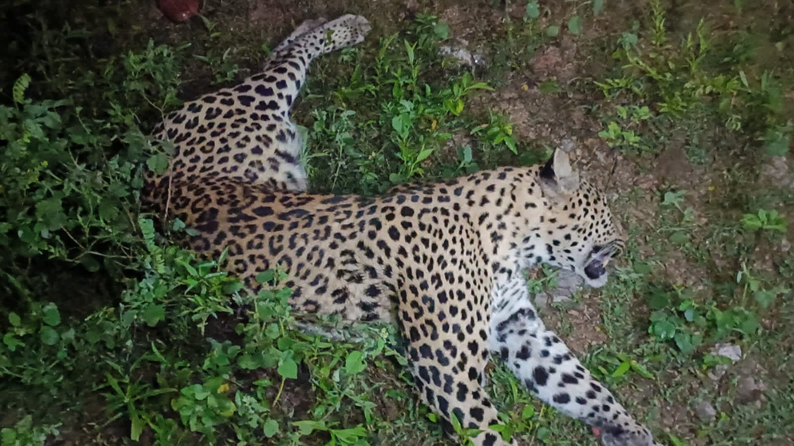 రోడ్డు ప్రమాదంలో మృతిచెందిన చిరుతపులి