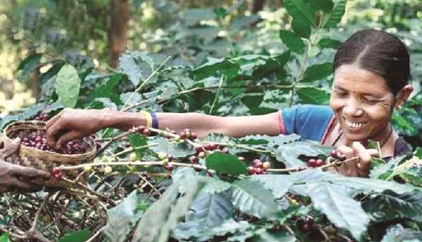 Buy-coffee-beans-from-15