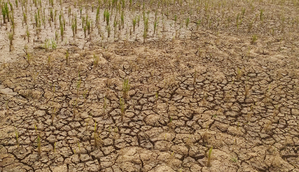 crop-damage-by-shortage-of-water