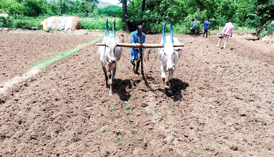 కమ్మేస్తున్న కరువు