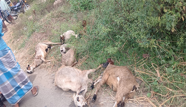 20-sheep-killed-in-vehicle-collision