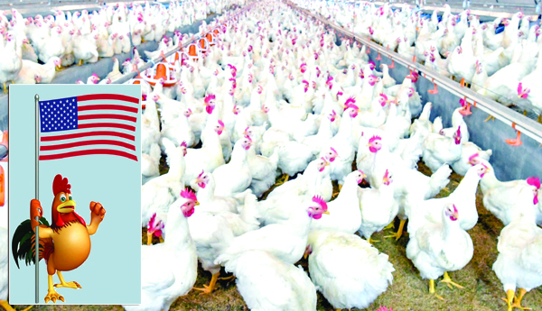 Sacrifice-of-Indian-chicken-farmers-for-America