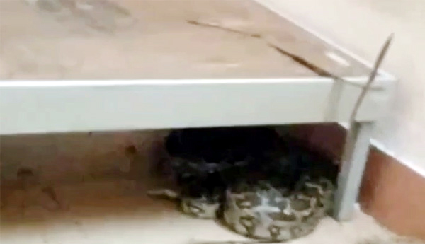 /Idupulapaya-TripleIT-Hostel-rioted-by-python
