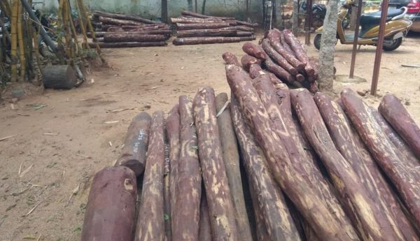 Red-sandalwood-business-is-now-legal