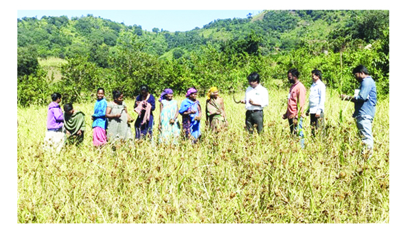 చిరుధాన్యాల సాగు పరిశీలన