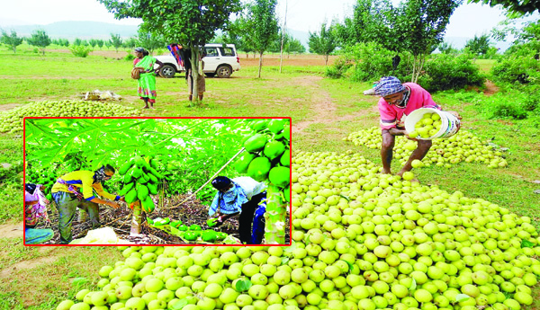 Fruit-orchard-farmers-should-be-supported