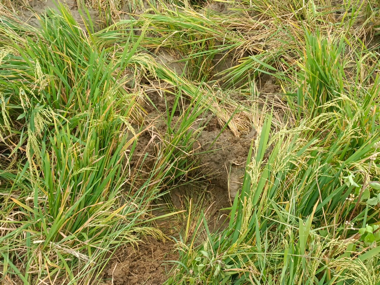 వరి పంటను తొక్కినాశనం చేసిన ఏనుగులు