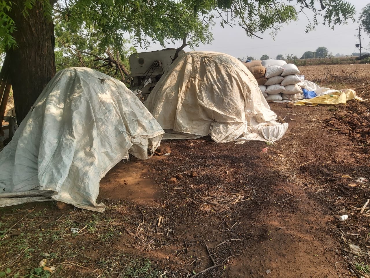 పొలాల్లో ధాన్యం తలవకుండా పట్టలు కప్పిన దశ్యం