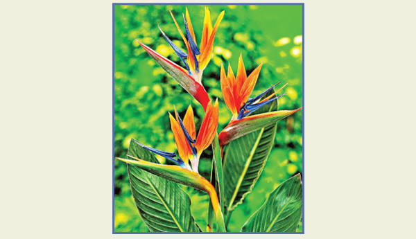 bird of paradise