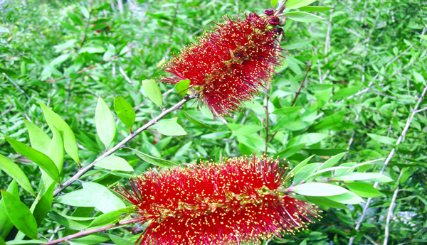 bottlebrush