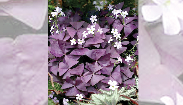 Butterfly plants!