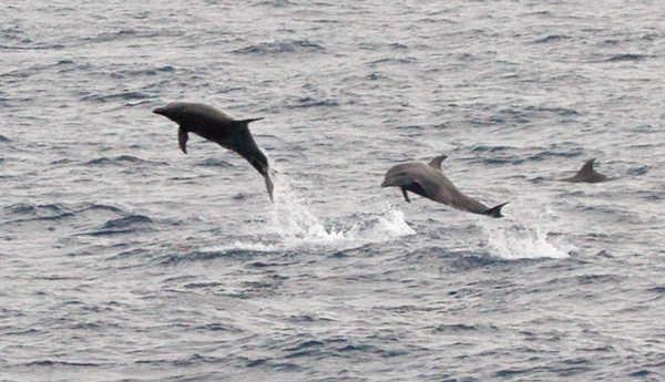 dolphin