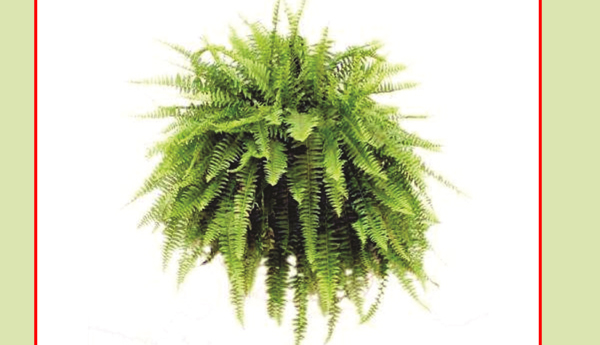 fern