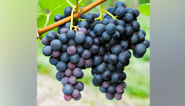 grapes 