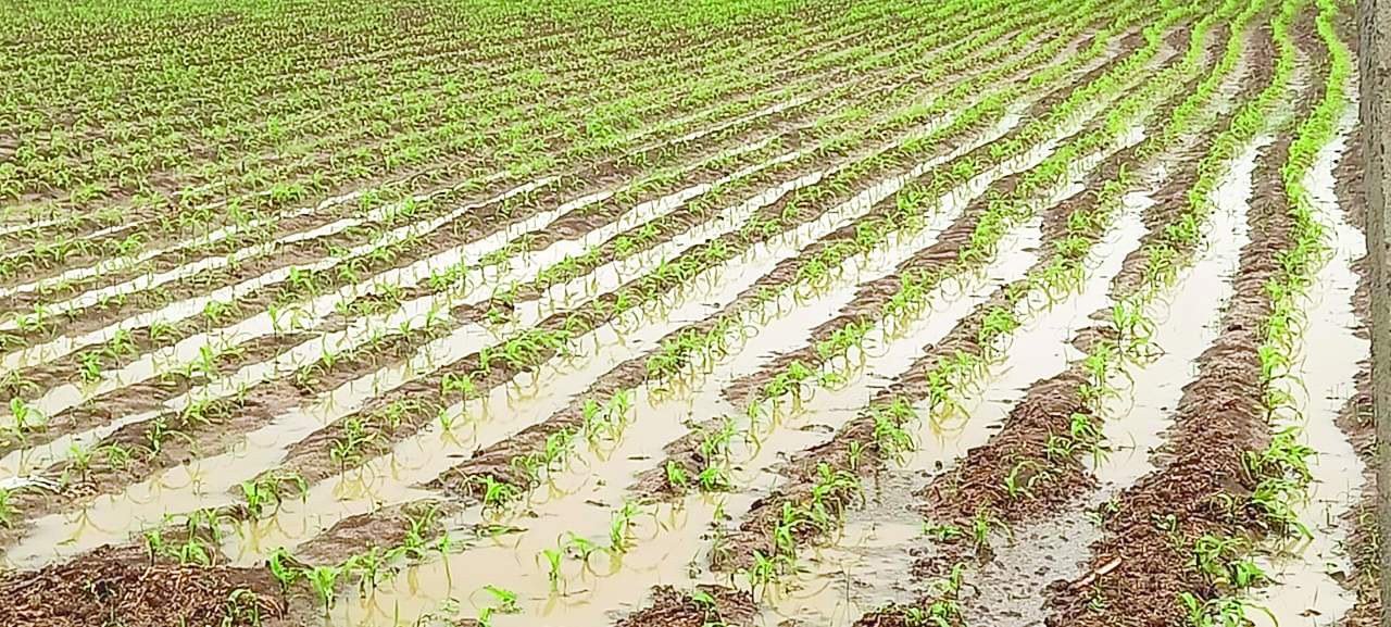 కొత్తపల్లి : పంట పొలంలో నిలిచిన వర్షపు