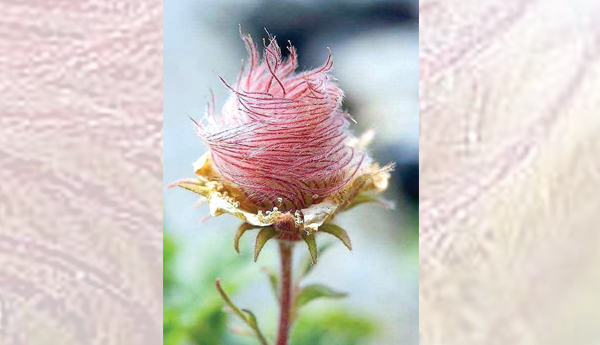 బొమ్మల్లా విడ్డూరమైన పూలు !