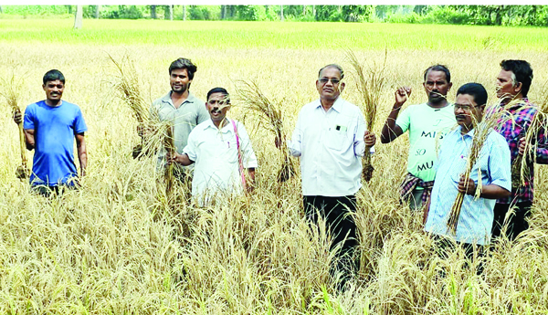 వెంకటరమణపేటలో ఎండిన వరిచేలను చూపిస్తున్న సిపిఎం నాయకులు ,