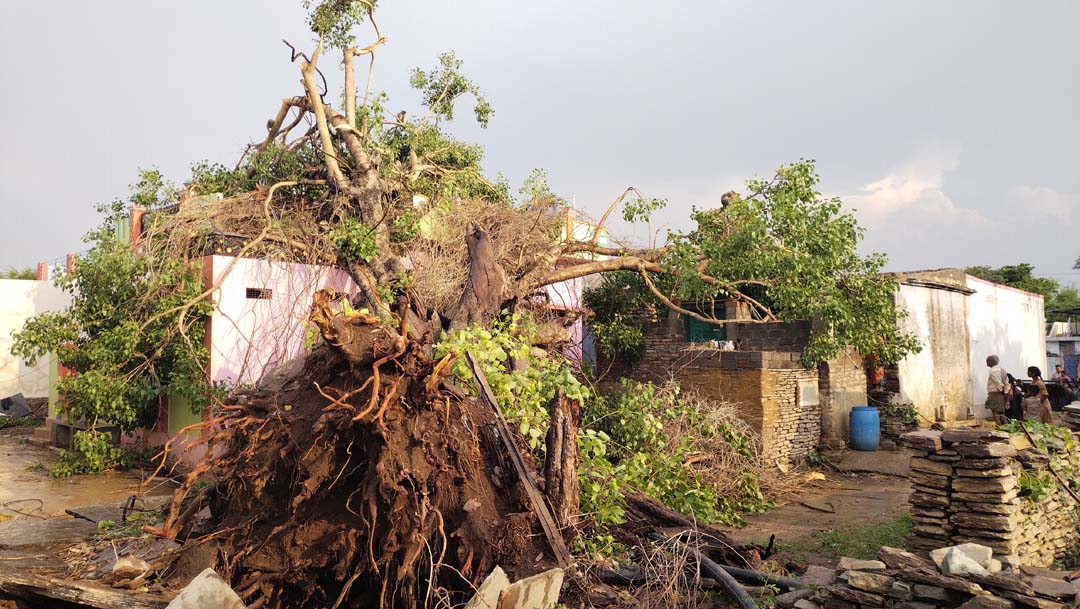 వేళ్లతో సహా కూలిపోయిన పురాతన భారీ వృక్షం