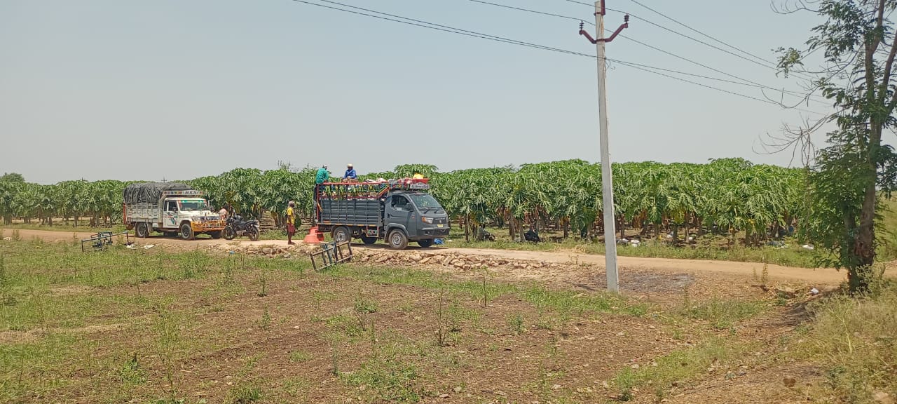 వాహనాలకు బొప్పాయి కాయలు నింపుతున్న కూలీలు.