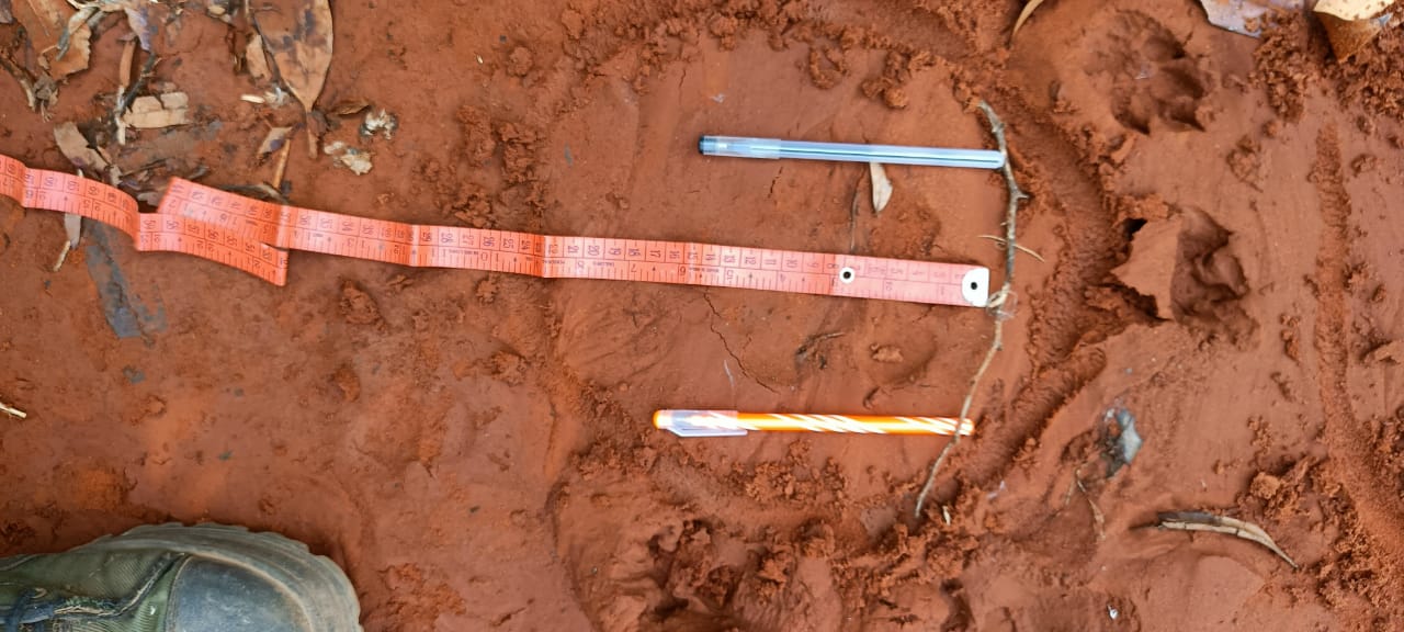 పులి పాదముద్ర