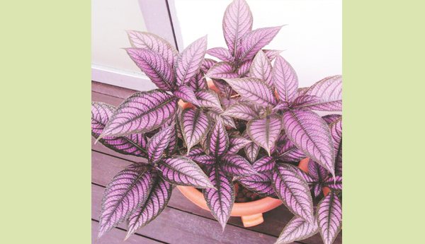 strobilanthes